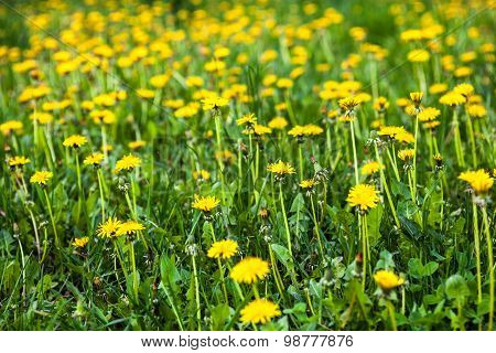 Meadow With Lots Of Blooming Yellow Dandelions