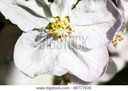 Close Up Of The Apple Tree Flowers