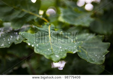 Green Wet Leaves Of The Oak Tree After The Rain