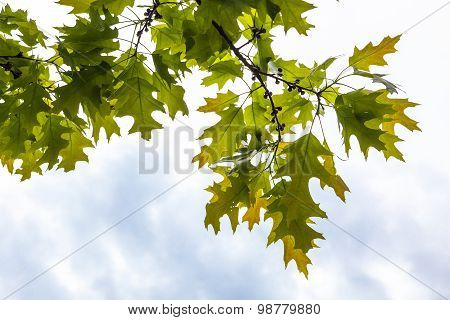 Green Branches Of The Oak Tree With Tiny Young Acorns