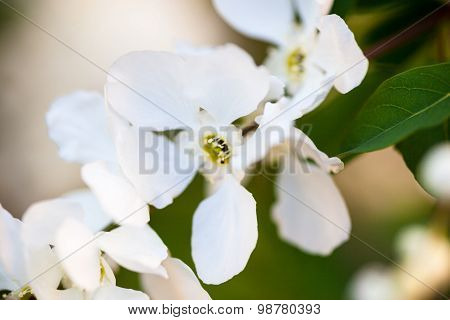Close Up Of The Pear Tree Flowers