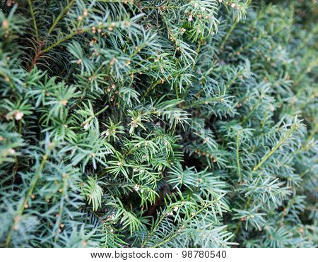 Evergreen Juniper Branches