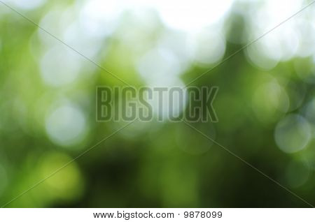 พื้นที่สีเขียว Out-Focus Bokeh นามธรรม