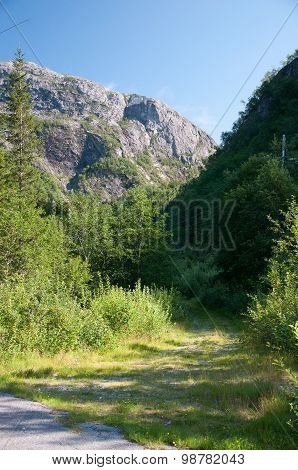 Green mountain meadow