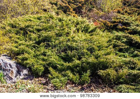 Evergreen Juniper Branches Near The Gray Stone
