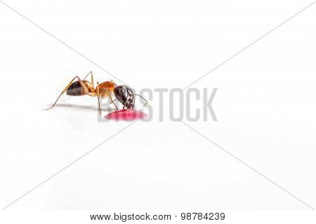 Ant On White