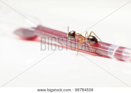 Ant On An Pipette