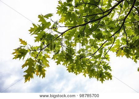 Green Branches Of The Oak Tree With Tiny Young Acorns