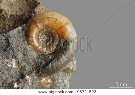 Ammonite