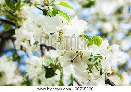 Blooming Apple Tree