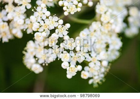 White Rowan Flowers