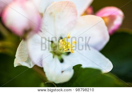 Close Up Of The Pear Tree Flowers