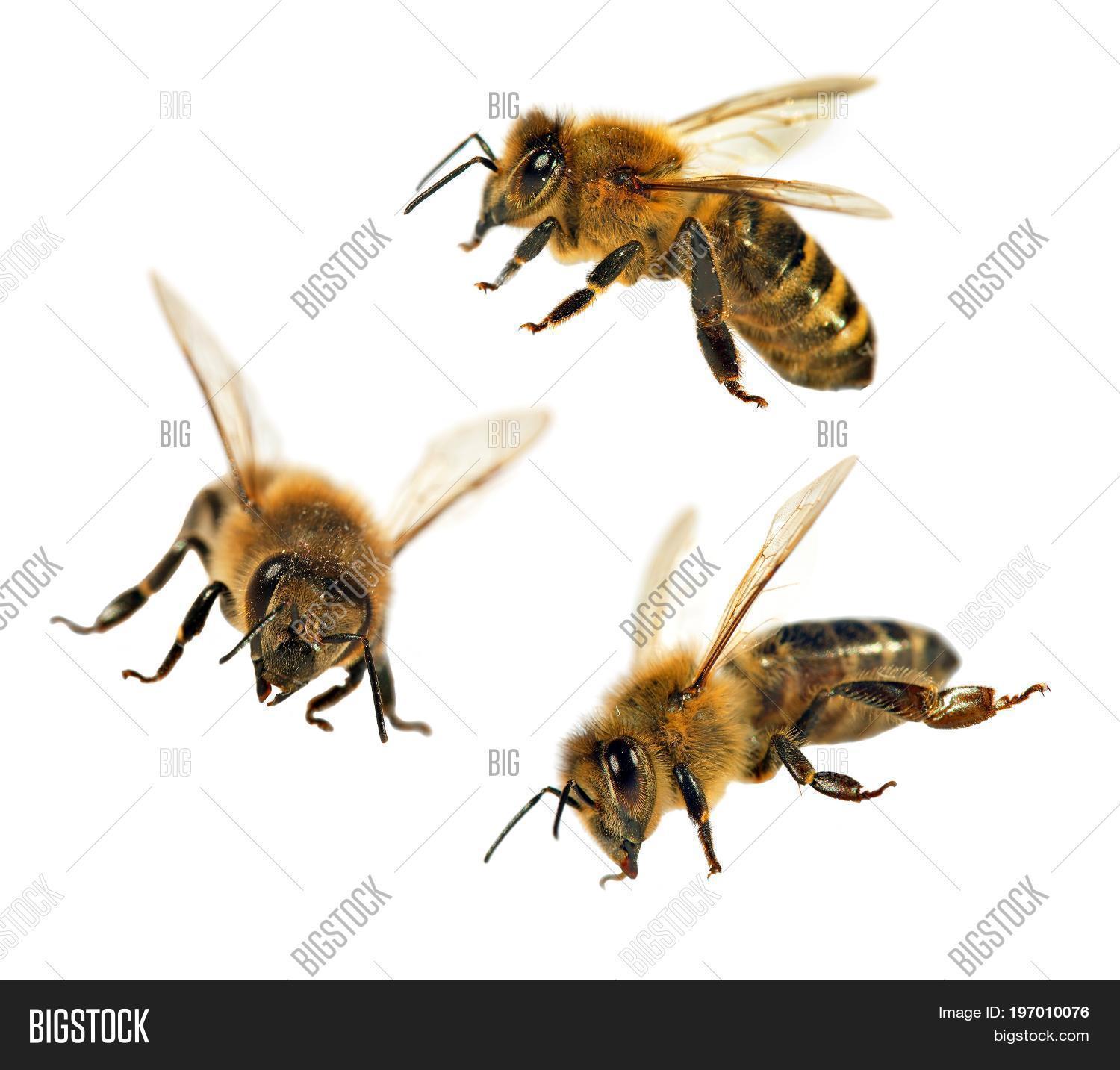 Partiful Bees Group Bee Honeybee Image & Photo (Free Trial) | Bigstock