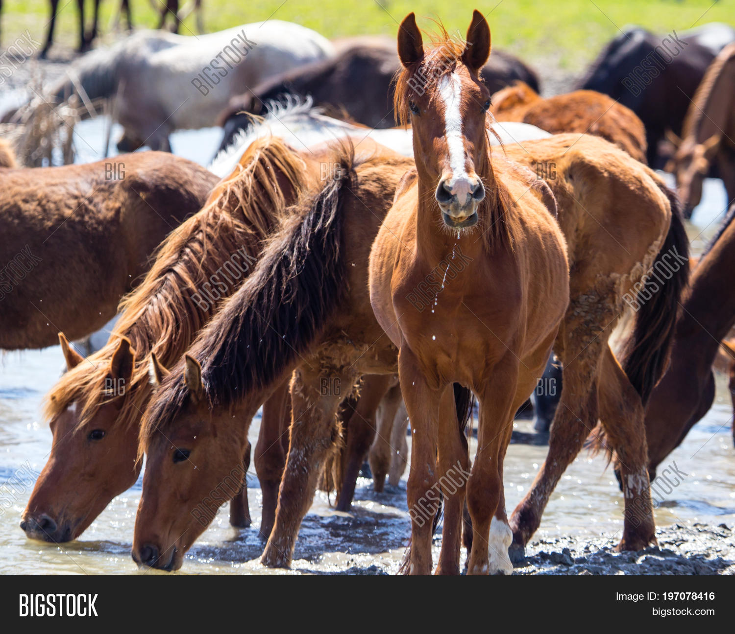 Horse On Watering Image & Photo (Free Trial) Bigstock