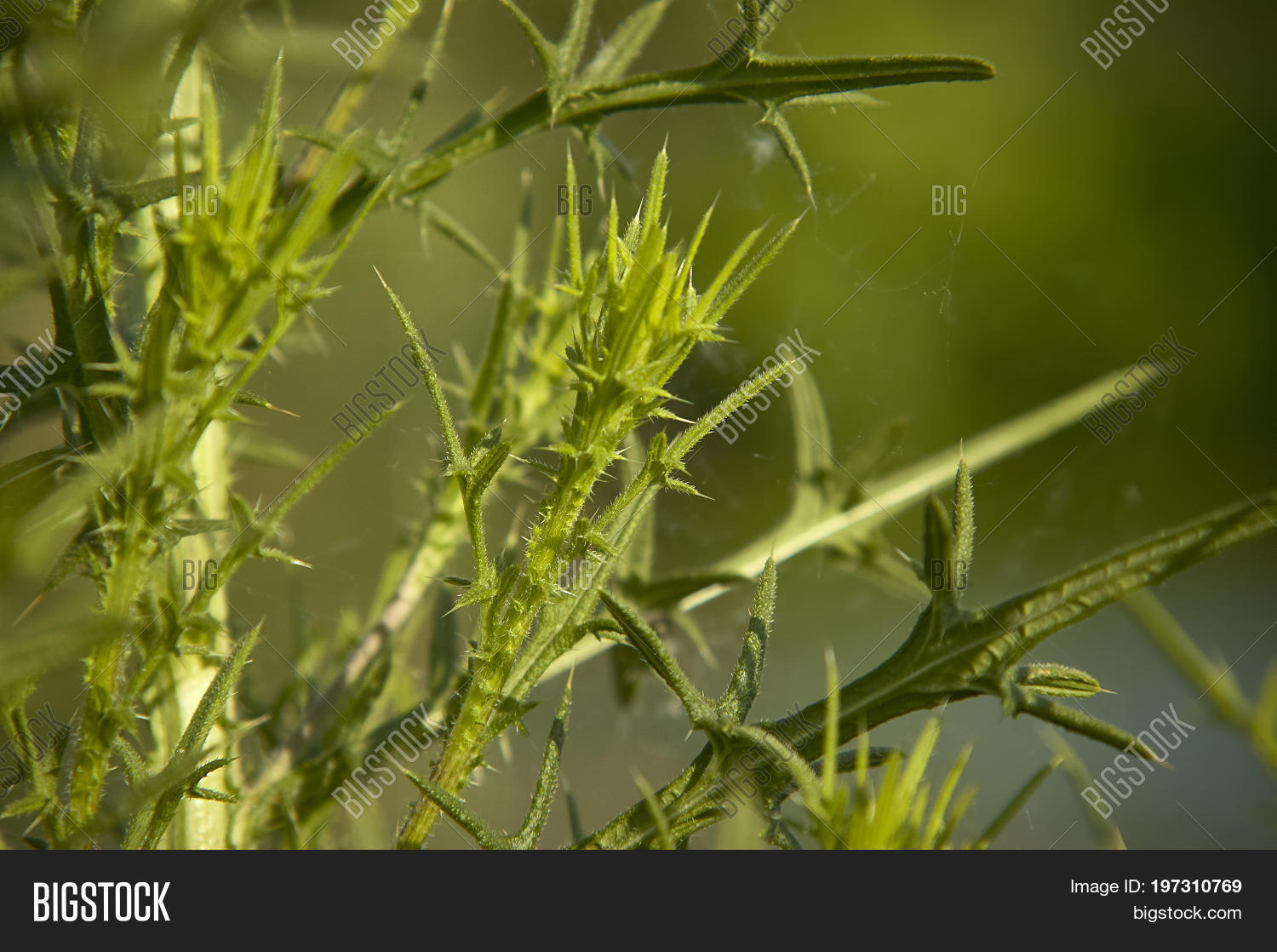 Creeping Herb Image & Photo (Free Trial) Bigstock