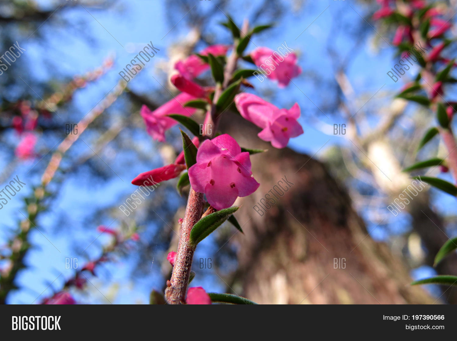 Pink Correa Flowers Image Photo Free Trial Stock Pink Correa Flowers Bell Shaped Flower Plant In Australian Bush Land