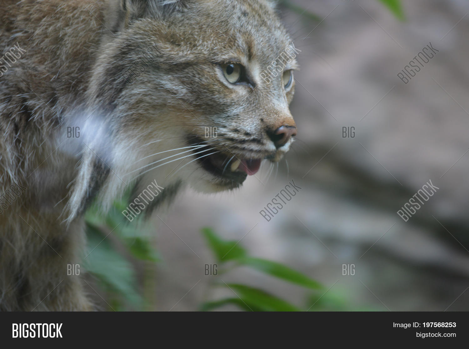 Canadian Lynx Outdoors Image & Photo (Free Trial) Bigstock