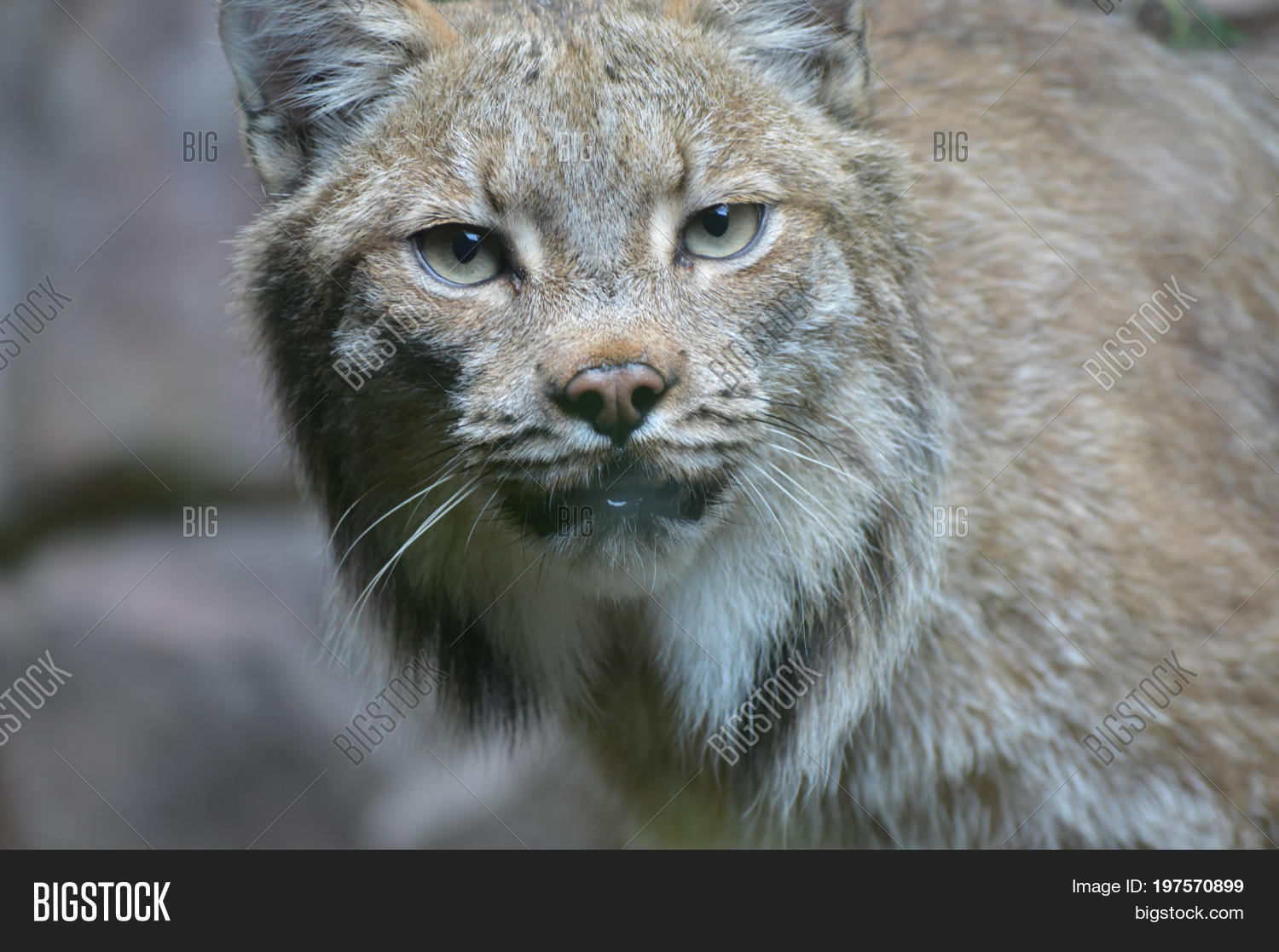 Canadian Lynx Outdoors Image & Photo (Free Trial) Bigstock