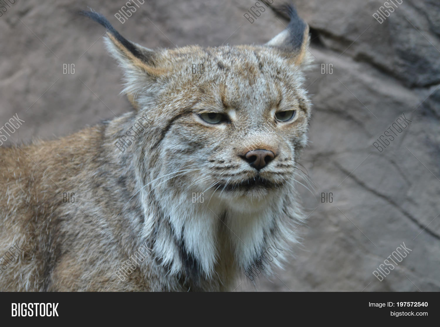 Canadian Lynx Outdoors Image & Photo (Free Trial) Bigstock