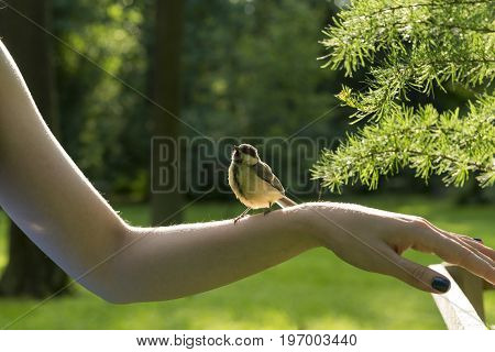wild bird tit titmouse tomtit chickade with yellow feathers sits on the girl's hand in the green garden