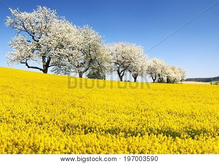 Rapeseed canola or colza and alley of flowering cherry trees - Brassica Napus - rape seed is plant for green energy and oil industry - spring time view