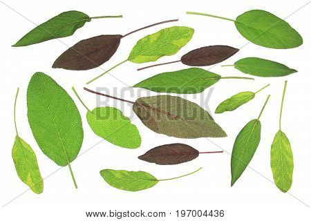 Leaves of various sage (salvia) isolated against white background