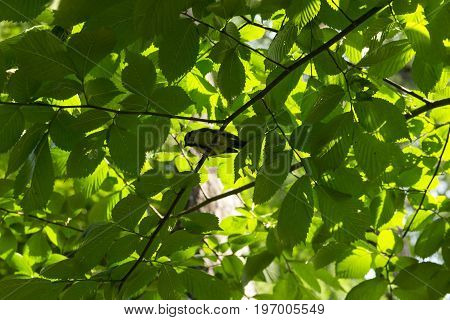 bird with yellow feathers titmouse tomtit chickadee sits among the tree branches crowns of trees green leaves