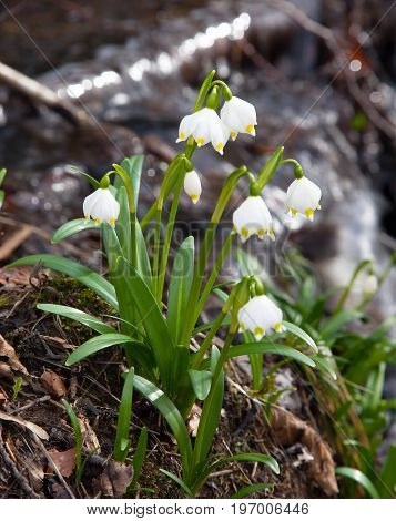 Spring Snowflake Summer Snowflake or Loddon Lily - Leucojum vernum