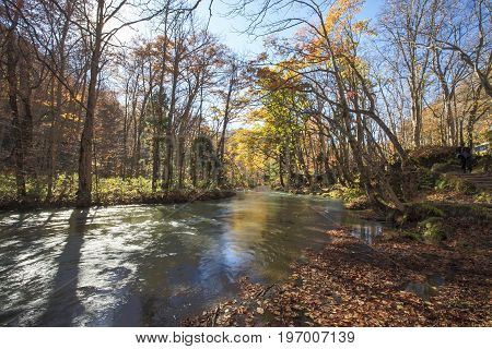 The Oirase Gorge beautiful river druing the autumn season Japan