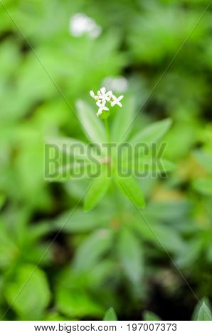Spring Flower Background, Snowdrops.