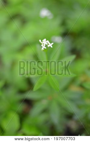 Spring Flower Background, Snowdrops.