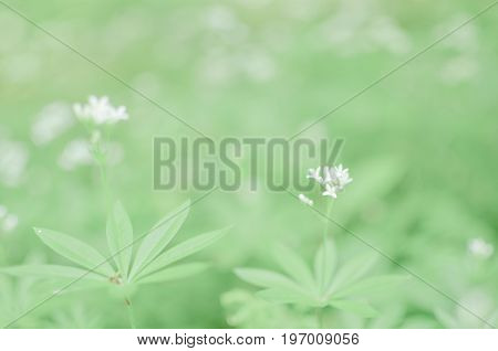 Spring Flower Background, Snowdrops.