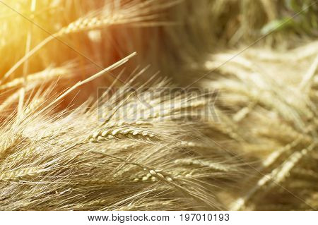 Beautiful nature sunset landscape. Ears of golden wheat close up. Rural scene under sunlight. Summer background of ripening ears of agriculture landscape. Growth harvest. Wheat field natural product