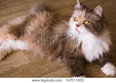 Bushy cat laying on wooden floor. Beautiful family pet with fluffy fur and yellow eyes looking up, close up portrait