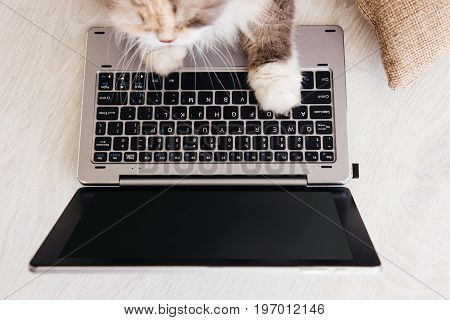 Fluffy cat lays paws down laptop in front of it. Charming family pets study new technology of its owners, view from above