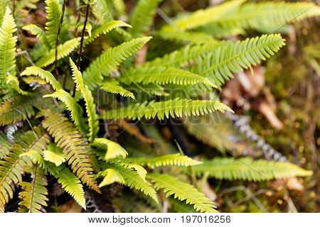 Leaves of a hard fern Blechnum spicant in a forest.