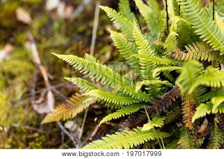 Leaves of a hard fern Blechnum spicant in a forest.
