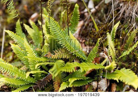 Leaves of a hard fern Blechnum spicant in a forest.