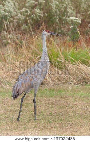 Fill body profile of a standing sandhill crane in a meadow filled with prairie grass gone to seed ironweed and goldenrod.