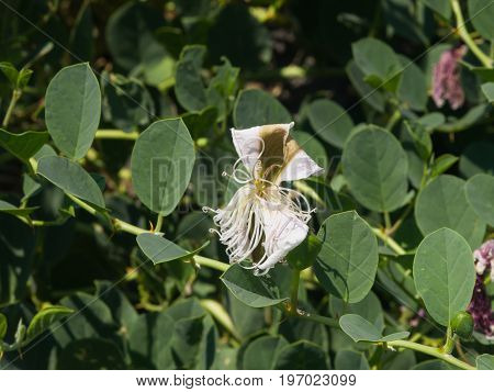 Wild caper bush or Flinders rose Capparis spinosa flower close-up selective focus shallow DOF.