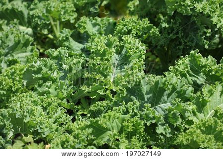 Young kale growing in the vegetable garden .