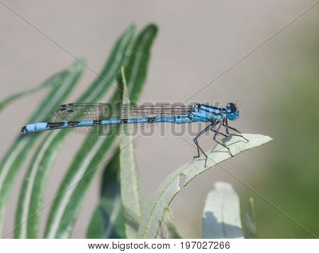 Blue Damselfly Coenagrionidae on grass macro selective focus shallow DOF.