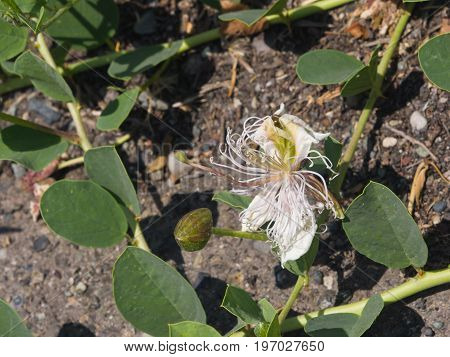 Wild caper bush or Flinders rose Capparis spinosa flower close-up selective focus shallow DOF.