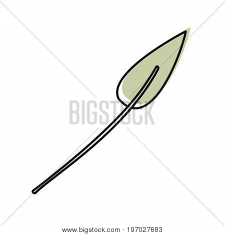watercolor silhouette of small lanceolate leaf plant vector illustration
