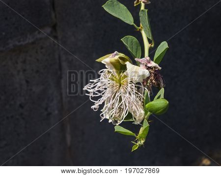 Wild caper bush or Flinders rose Capparis spinosa flower close-up selective focus shallow DOF.