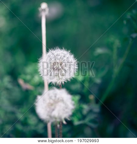 Dandelion seeds in the morning sunlight blowing away across a fresh green background
