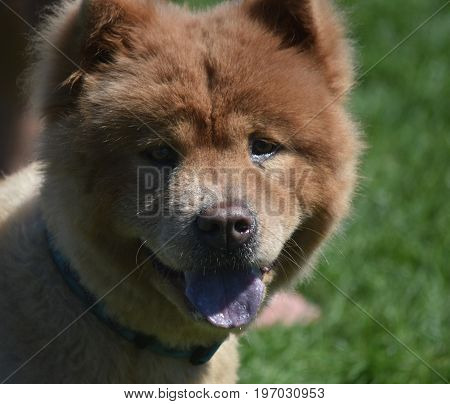 Cute Chow Puppy Relaxing from a Long Day