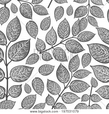 Seamless pattern of beautiful grey birch, honeysuckle leaves, twig, branches, sketch style vector illustration on white background. Hand drawn honeysuckle twig seamless pattern