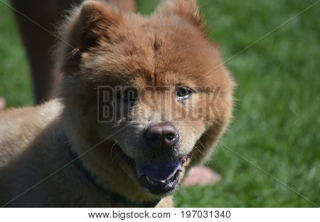 Really Adorable Shaved Chow Puppy from China