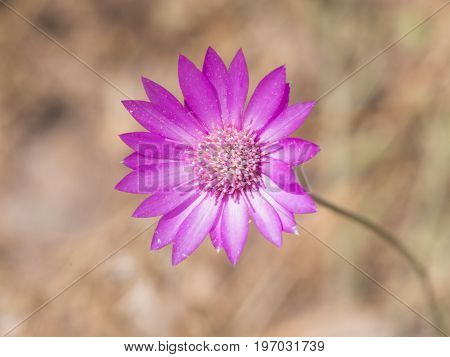 Purple flower of Annual Everlasting or Immortelle Xeranthemum annuum macro selective focus shallow DOF.